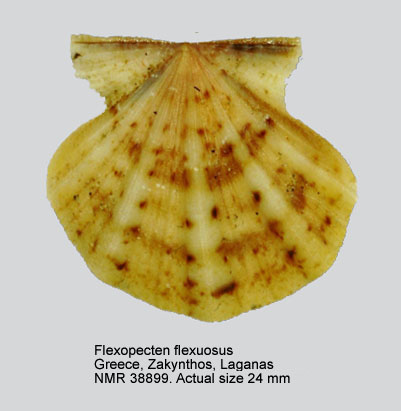 Flexopecten flexuosus (3).jpg - Flexopecten flexuosus(Poli,1795)